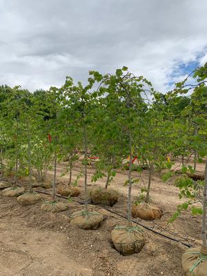 Cercis canadensis Pink Heartbreaker