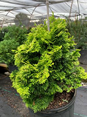 Chamaecyparis obtusa Verdoni