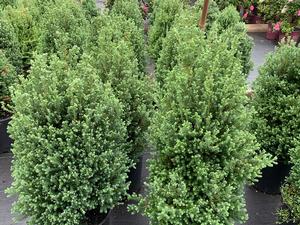 Chamaecyparis Thyoides Red Star