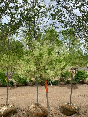 Chionanthus virginicus Spring Fleecing