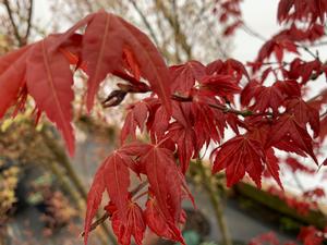 Acer palmatum Beni Maiko