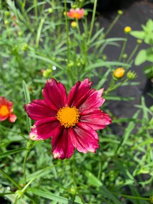 Coreopsis Mercury Rising