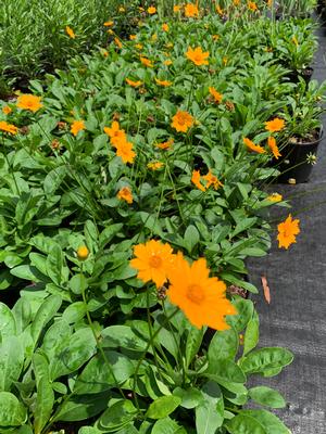 Coreopsis auriculata Nana