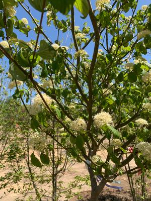 Cornus alternifolia 