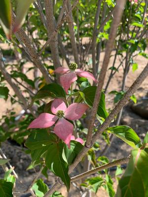 Cornus kousa Scarlet Fire ®(pp28311) 