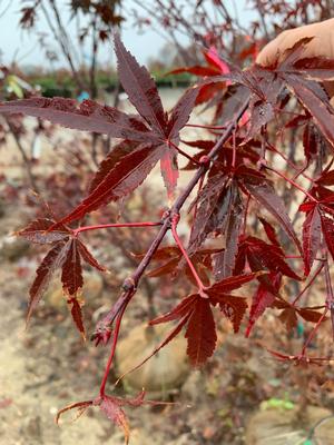 Acer palmatum Fireglow