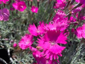 Dianthus gratianopolitanus Fire Witch