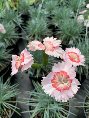 Dianthus Georgie Peach Pie