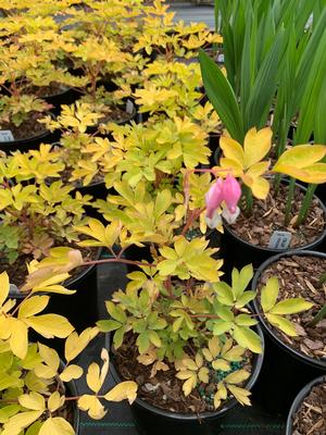 Dicentra spectabilis Gold Heart