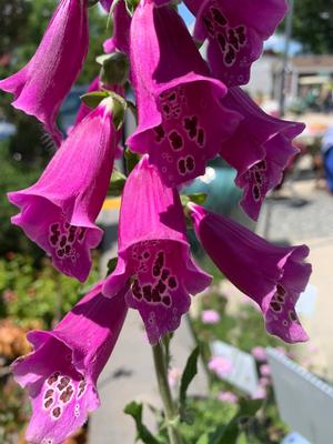 Digitalis purpurea Foxy Hybrids