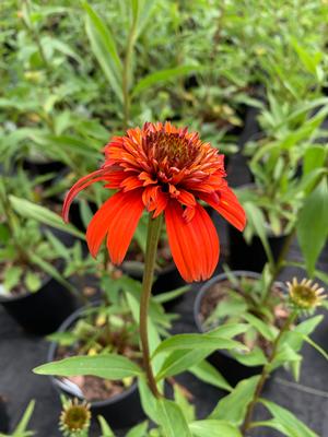 Echinacea Hot Papaya