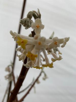 Edgeworthia papyrifera 