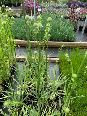 Eryngium yuccifolium 