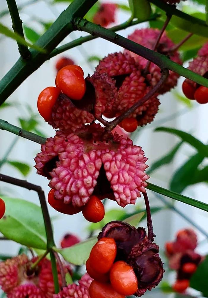 Euonymus Americanus 