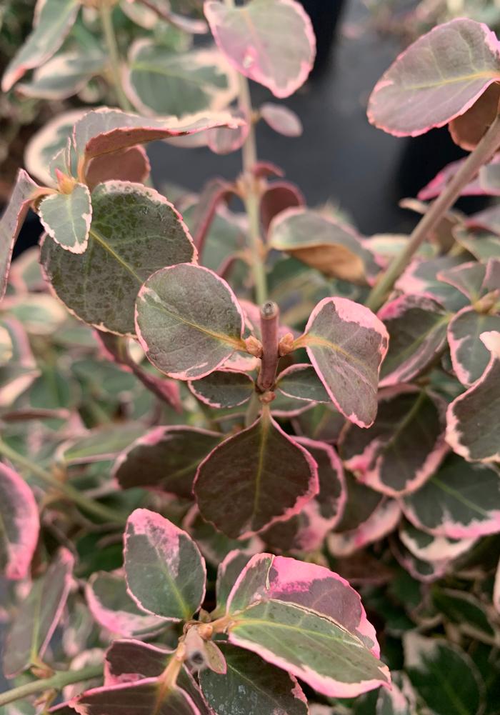 Euonymus fortunei Emerald Gaiety