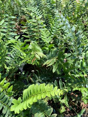 Fern-Polystichum acrostichoides 