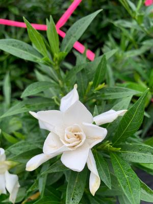 Gardenia jasminoides Frostproof Dwf