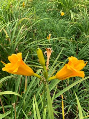 Hemerocallis Stella de Oro