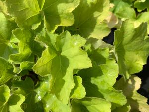 Heuchera Citronelle