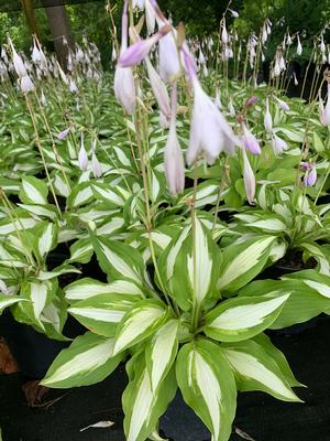 Hosta Night Before Christmas