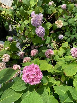 Hydrangea macrophylla All Summer Beauty