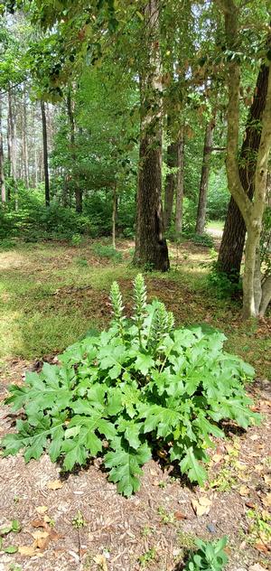 Acanthus mollis 