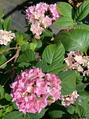 Hydrangea macrophylla Penny Mac