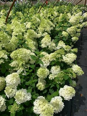 Hydrangea paniculata Limelight (PP12874) 