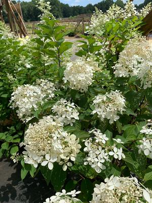 Hydrangea Paniculata Pink Diamond