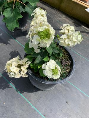 Hydrangea quercifolia Munchkin