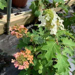 Hydrangea quercifolia Pee Wee