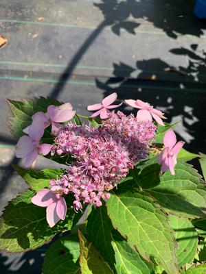 HYDRANGEA SERRATA TINY TUFF STUFF™ (PP24842) 