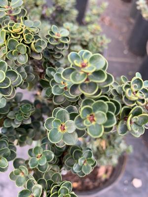 Ilex crenata Dwarf Pagoda