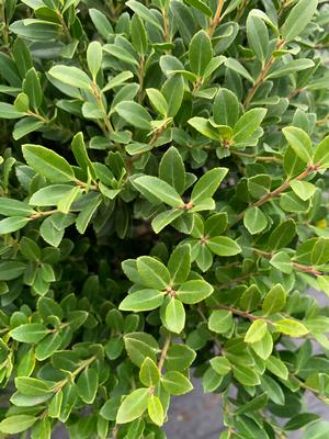 Ilex crenata Hoogendorn