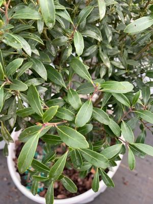 Ilex glabra Gem Box®(PP27554) 