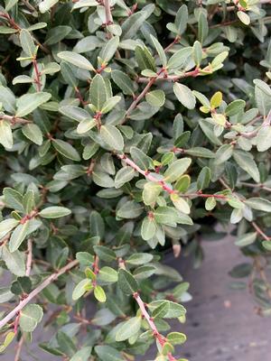 Ilex vomitoria Bordeaux® 