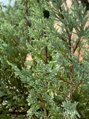 Juniperus scopulorum Wichita Blue