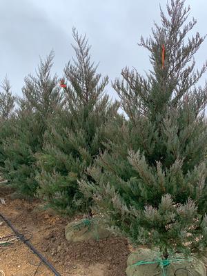 Juniperus virginiana Burkii