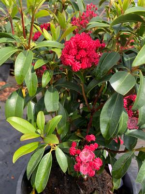 Kalmia latifolia Sarah