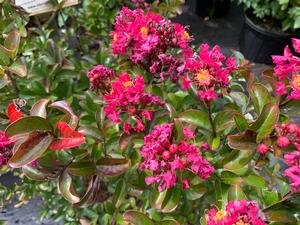 Lagerstroemia indica Berry Dazzle