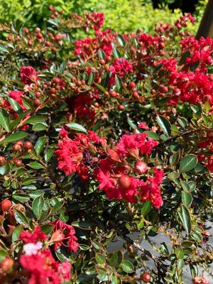 Lagerstroemia indica Cherry Dazzle