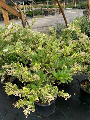 LIGUSTRUM JAPONICUM JACK FROST