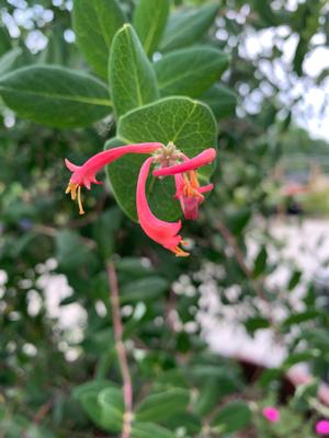 Lonicera sempervirens Major Wheeler