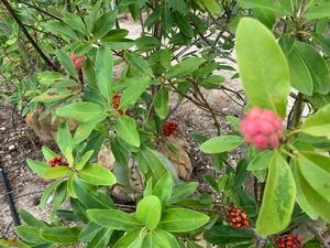 Magnolia virginiana 