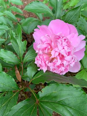 PAEONIA MONSIEUR JULES ELIE