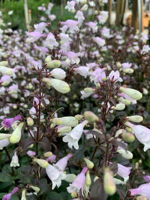 Penstemon digitalis Blackbeard