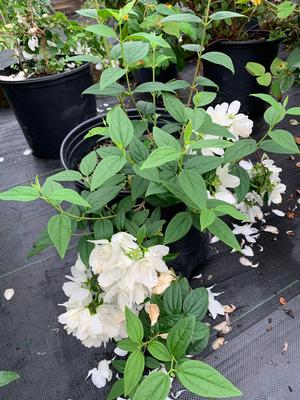 Philadelphus virginalis Snow Dwarf