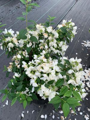 Philadelphus virginalis Snowbelle