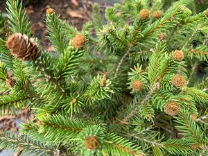 Picea abies Pusch