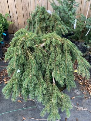 Picea glauca Pendula